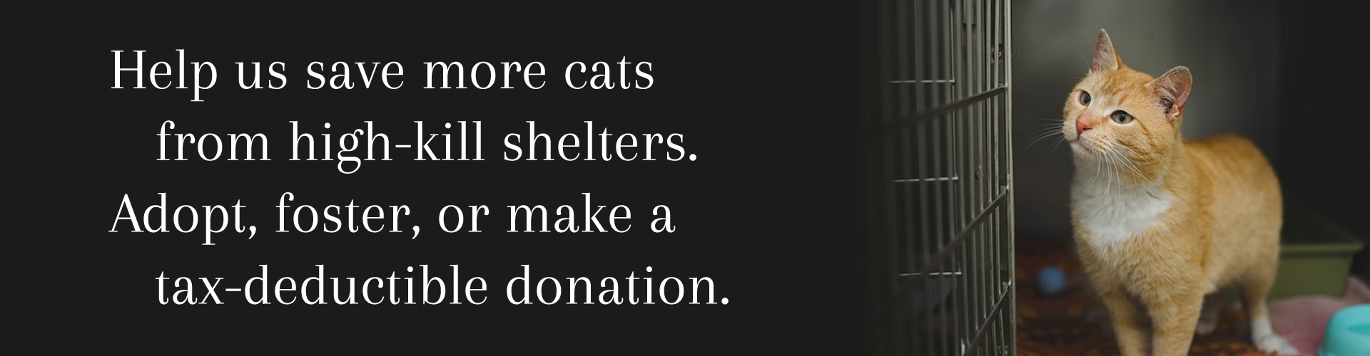 Help us save more kittens from kill shelters. Adopt, foster, or make a tax-deductible donation.