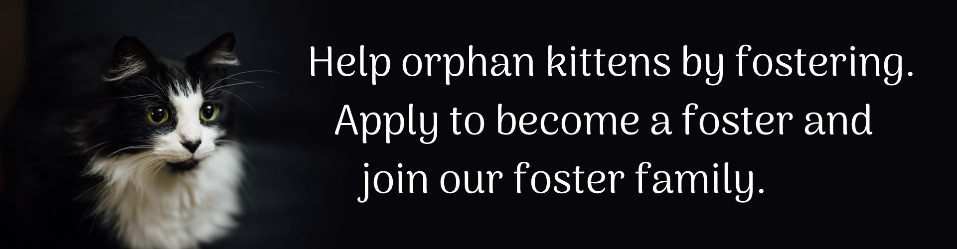 Help us save more cats from high-kill shelters. Adopt, foster, or make a tax-deductable donation.